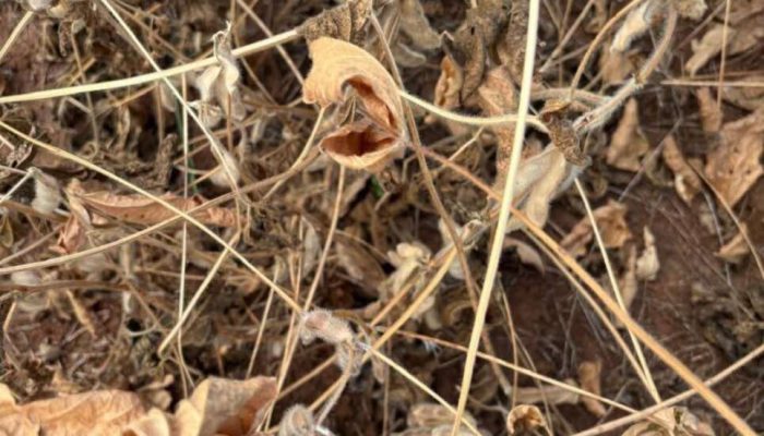 Screenshot_20250211_212845_Facebook