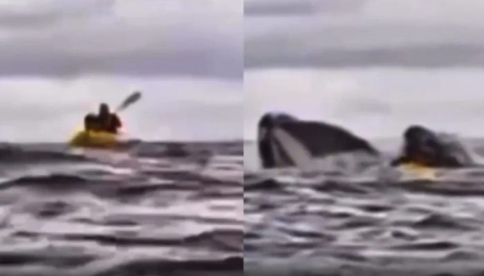 Screenshot_20250213_144646_Facebook