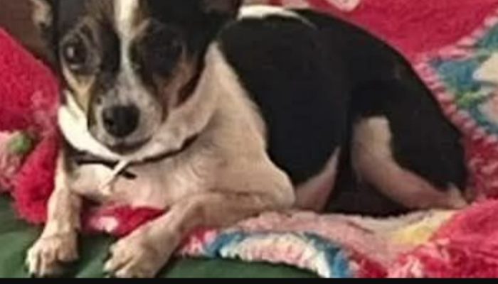 Screenshot_20250326_202359_Samsung Internet