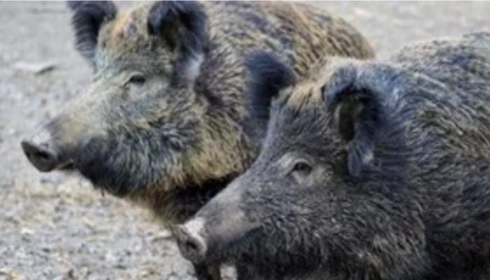 Screenshot_20250512_155808_Facebook