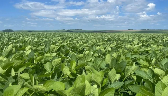 Soja - Divulgação RTC