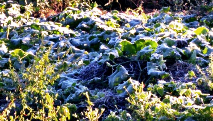 WhatsApp Image 2020-04-08 at 12.36.47 (1)