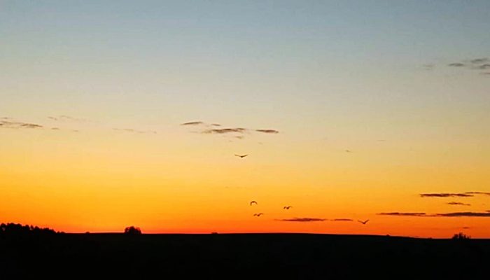 Foto: Bruno Fracaro - Espumoso/RS