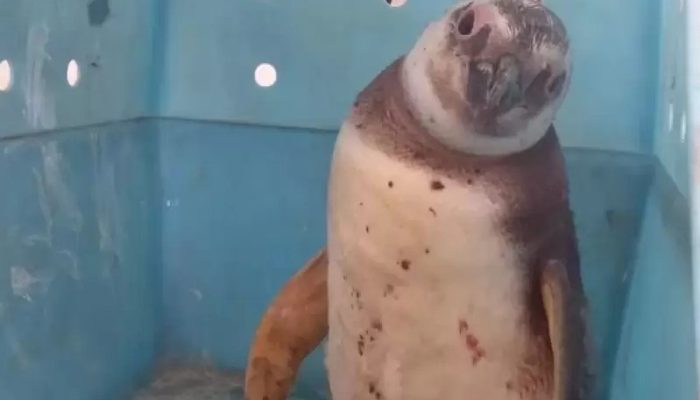 Foto: 1º BABM Torres.