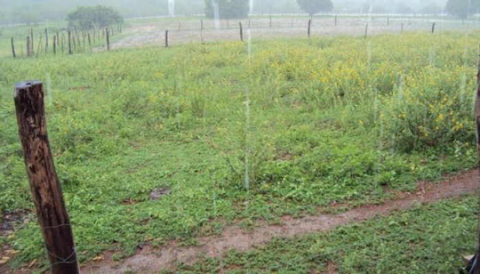 a-chuva-banha-o-campo-186481