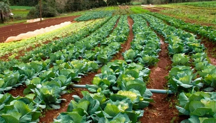 Foto: Fernando Dias / Divulgação Seapi