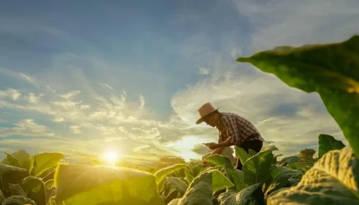 Foto: Shutterstock / Attasit Saentep