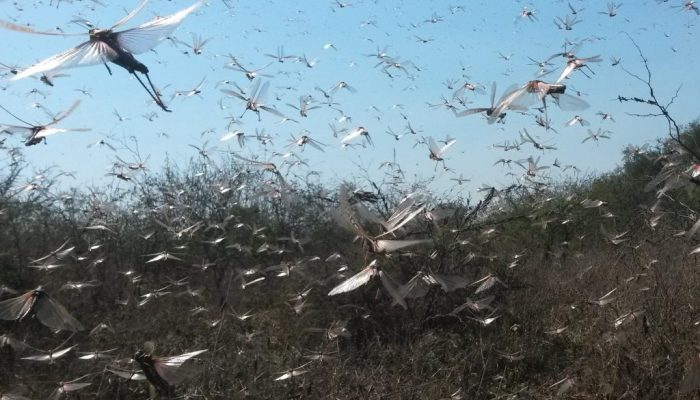 alx_gafanhotos-argentina_original1-1024x768