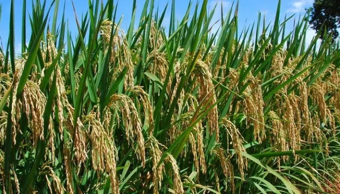 Foto: Sebastião Araújo