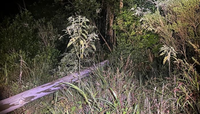 Foto: Divulgação Polícia Civil