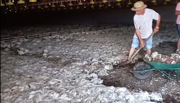 c0c0a6b50b19eee4bb69f00ff39e3ae5