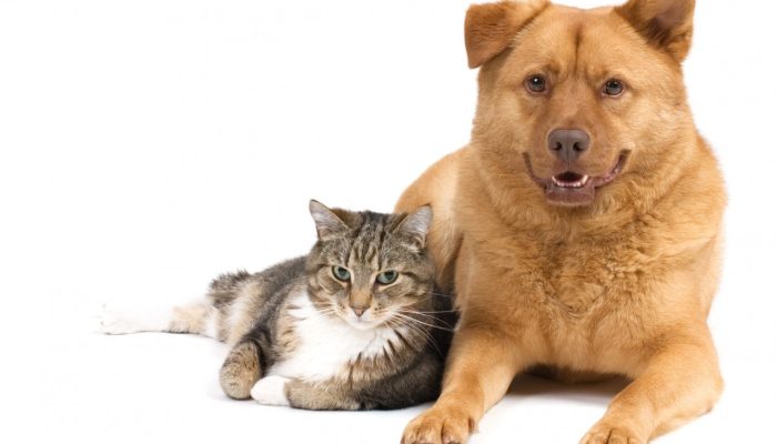 Imagem: Divulgação