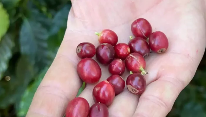 Foto: Cristina Indio do Brasil/Agência Brasil