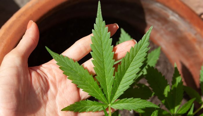 Foto:  lovingimages/ Pixabay