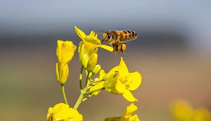 Foto: Wenderson Araujo / Trilux / CNA / Especial