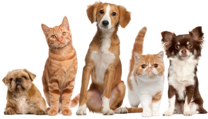 Imagem: Reprodução