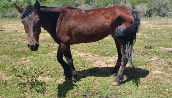 Foto: Divulgação Comando Ambiental