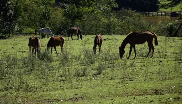 Foto: Weslei Fillmann / Prefeitura de Novo Hamburgo