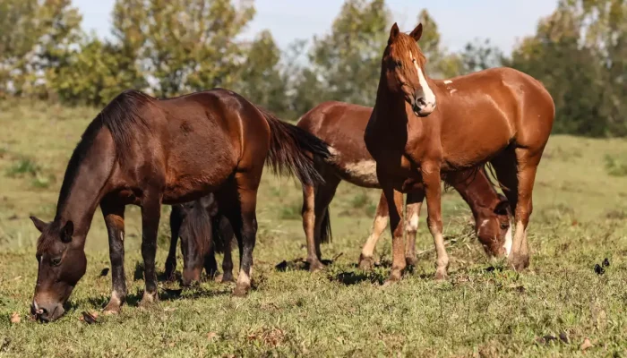 Foto: Rafa Neddermeyer/Agência Brasil