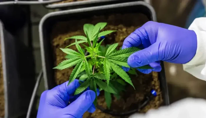 cbd-7665217-960x540-1-960x540