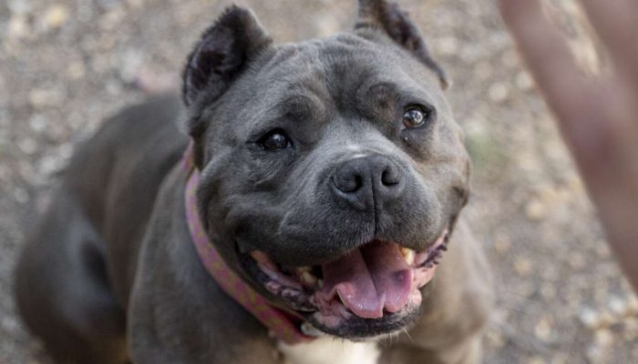 cidades - betim-pitbull-1724278277