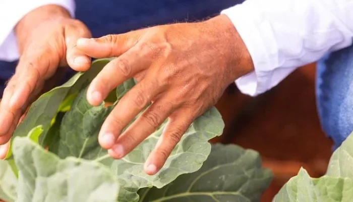 Foto: Wenderson Araujo / Trilux / CNA / Divulgação