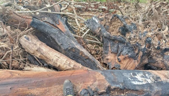 Foto: Divulgação Polícia Ambiental