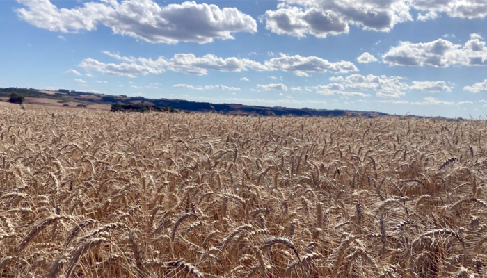 d1125f95-51b8-4dea-a0a7-dbb5d7971e2a_Zoom