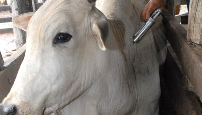 Foto: Ministério da Agricultura