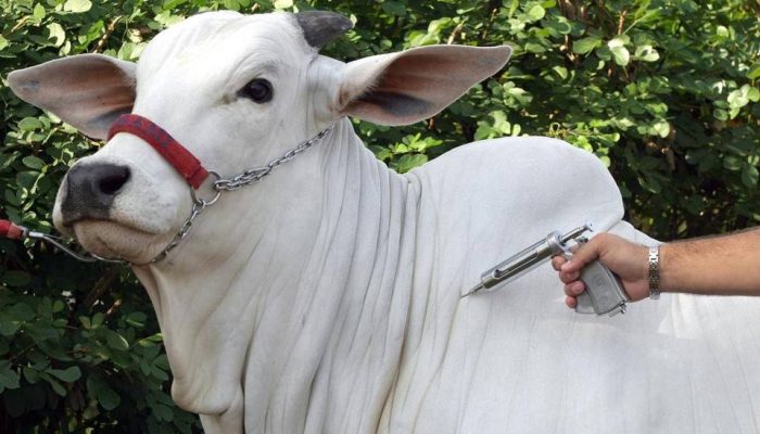 "Foto: Sidney Oliveira/Agência Pará"