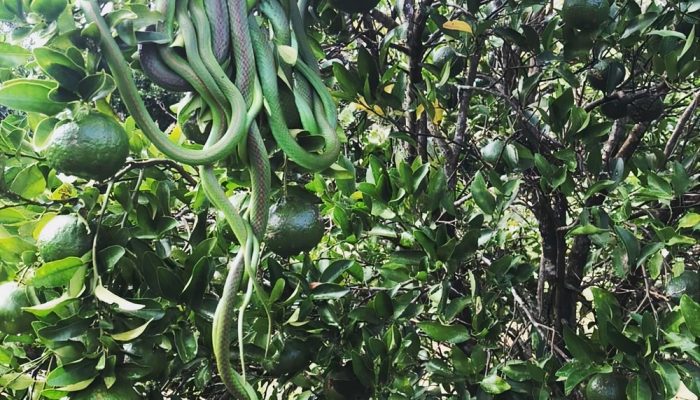 O fenômeno registrado é chamado cientificamente de agregação reprodutiva — Foto: Telmo L. L. Santos