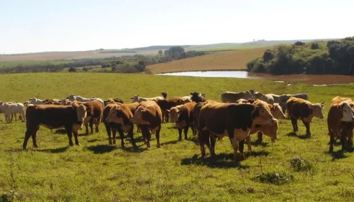 Foto: Joseani Mesquita / Embrapa Trigo