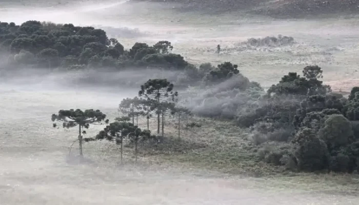 Arquivo Pessoal/Mycchel Legnaghi/São Joaquim Online/Divulgação