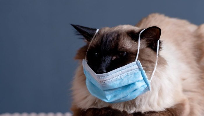 gettyimages-1212711501-e1585683360473