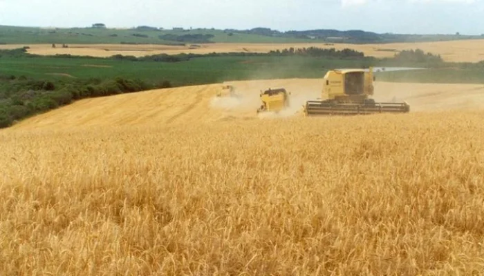 Foto: Paulo Kurtz/Embrapa