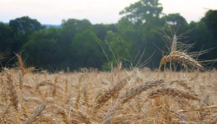 image - 2025-07-22T103915.176