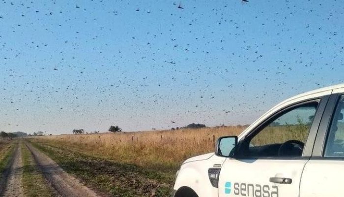Brasil apresentará plano em reunião nesta quinta-feira | Foto: Senasa / Argentina / CP
