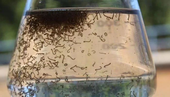 Foto: Claudio Bezerra Melo / Embrapa / Divulgação