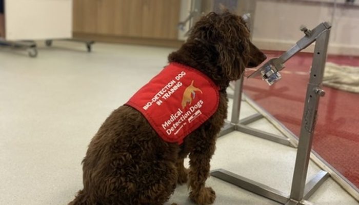 Foto: Twitter Medical Detection Dogs