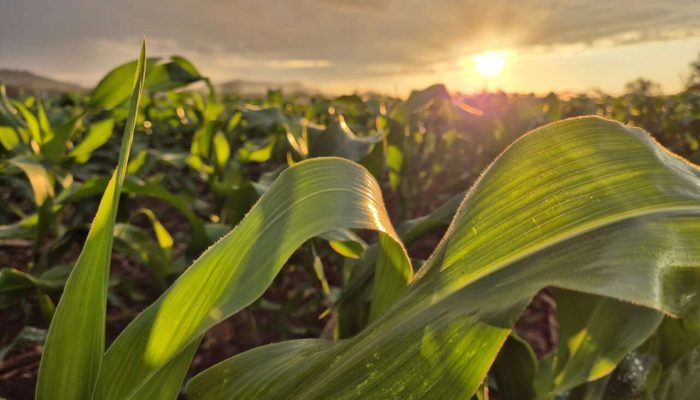 milho-agro-agora-no-vale-rural-agora-no-vale-scaled