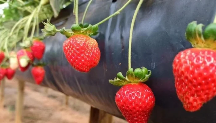 Foto: Vanessa Almeida de Moraes / Emater-RS/Ascar