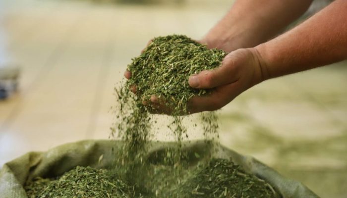 news_interna_ErvaMate_027-1024x683