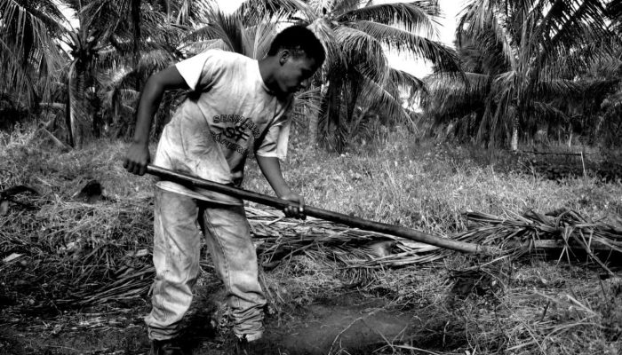 noticias_trabalho_infantil_em_sitio_de_coqueiral_13899331484