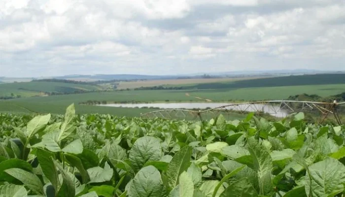 Foto: Paulo Ernani Peres/Embrapa/Divulgação