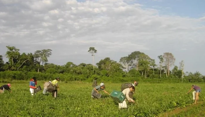 Foto: Emanuel Cavalcante / Embrapa Amapá
