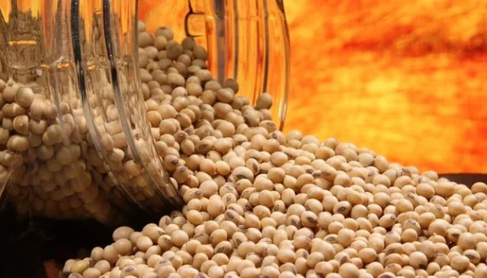 Foto: Paulo Lanzetta/Embrapa/Divulgação