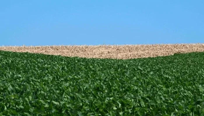 Foto: Fernando Dias / Seapi / Divulgação