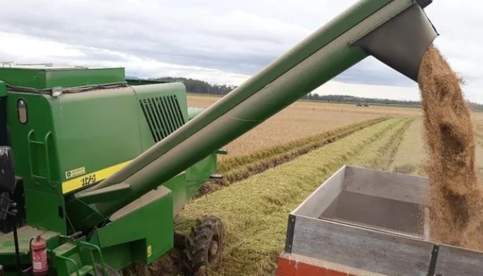 Foto: Giovani Wrasse / Irga