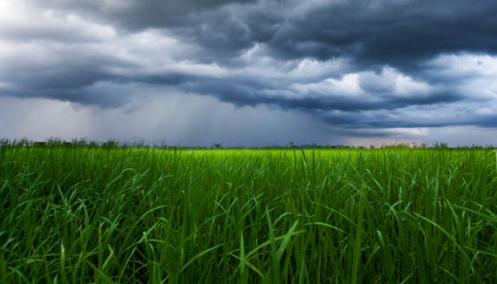 thunder-storm-sky-nuvens-de-chuva-no-campo-de-arroz_37874-1477-1