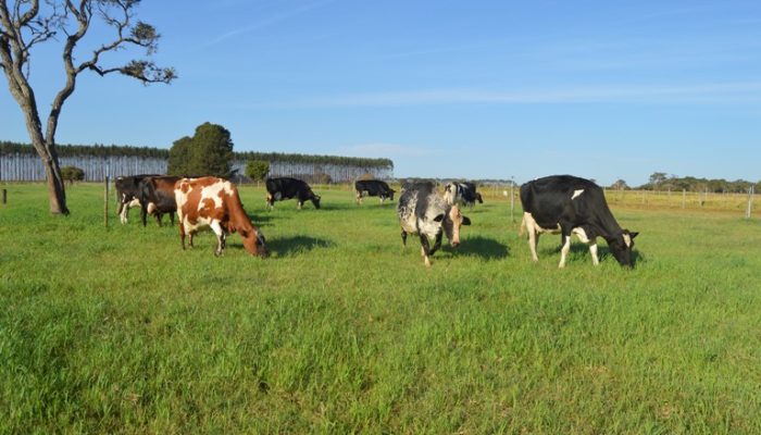 Foto: Gisele Rosse/Embrapa